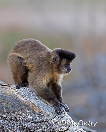 Bearded Capuchin