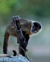 Bearded Capuchin