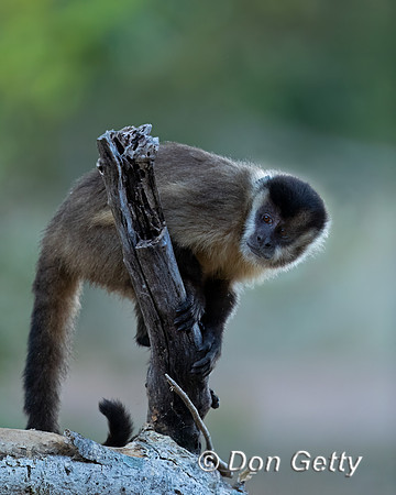 Bearded Capuchin