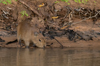 Capybara