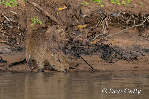 Capybara