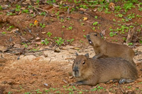 Capybara