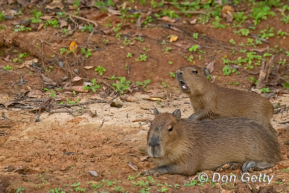 Capybara