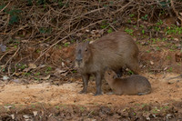 Capybara
