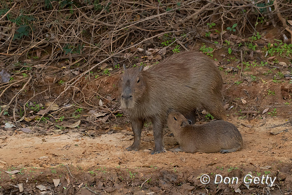 Capybara