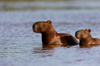 Capybara