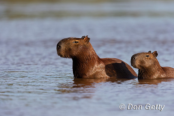 Capybara