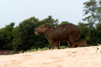 Capybara