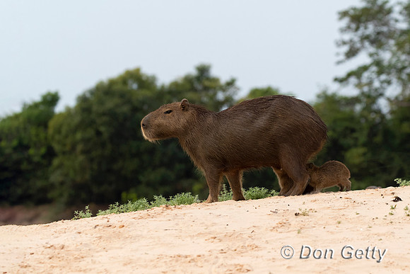 Capybara