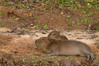 Capybara
