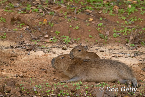 Capybara