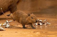 Capybara