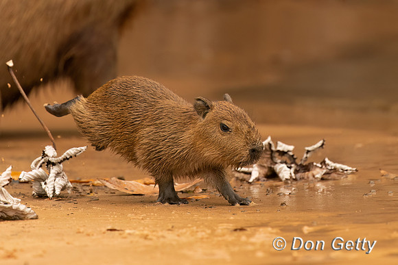 Capybara