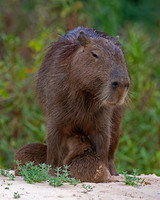 Capybara