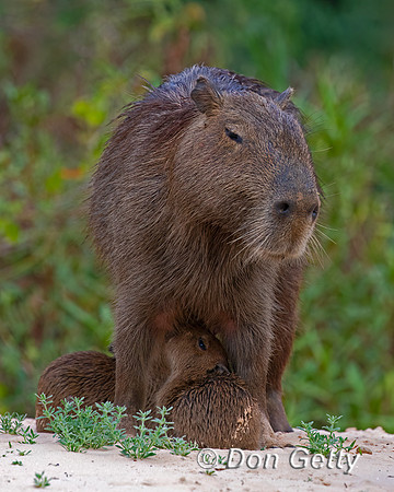 Capybara
