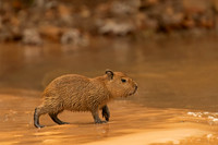 Capybara