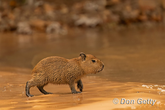 Capybara