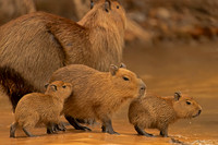 Capybara