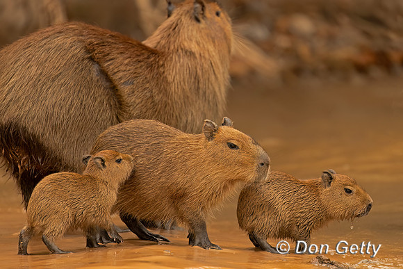 Capybara