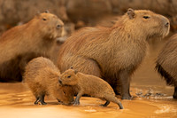 Capybara