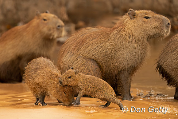 Capybara
