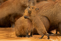 Capybara