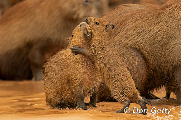 Capybara