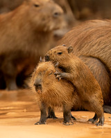 Capybara