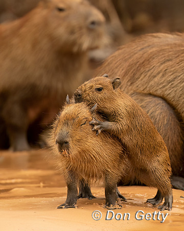 Capybara