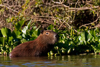 Capybara