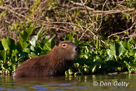 Capybara