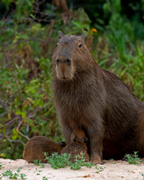 Capybara