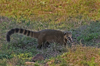 Coati, South American