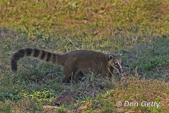 Coati