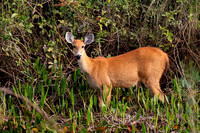 Deer, Marsh