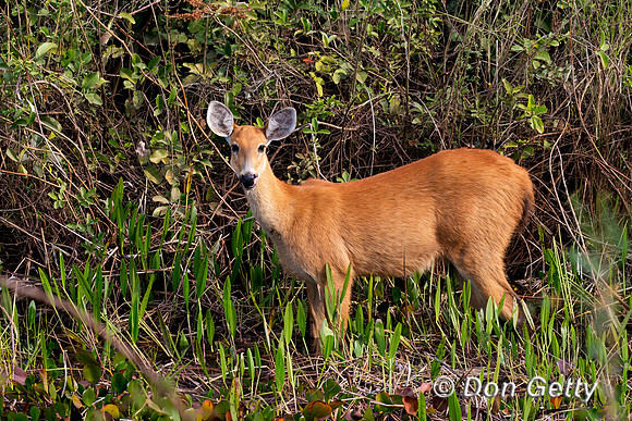 Marsh Deer