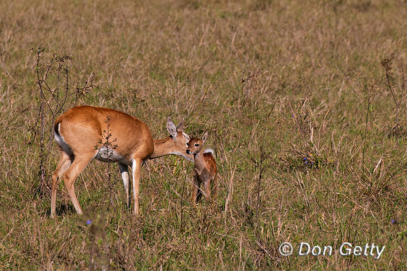 Pampas Deer