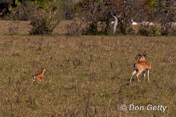 Pampas Deer