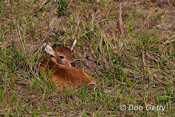 Pampas Deer