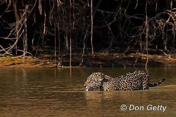 Jaguar