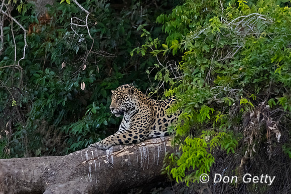 Jaguar