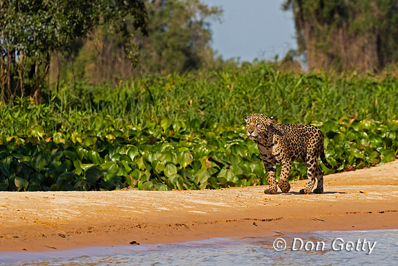 Jaguar