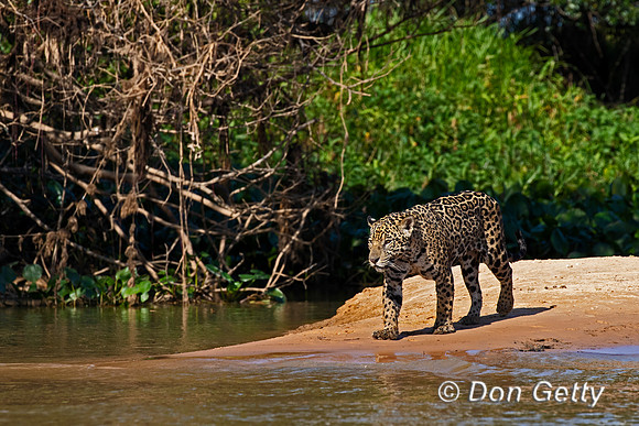 Jaguar