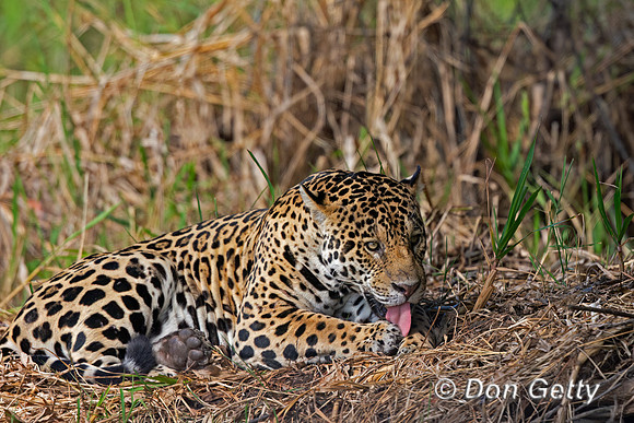 Jaguar