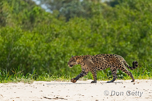 Jaguar