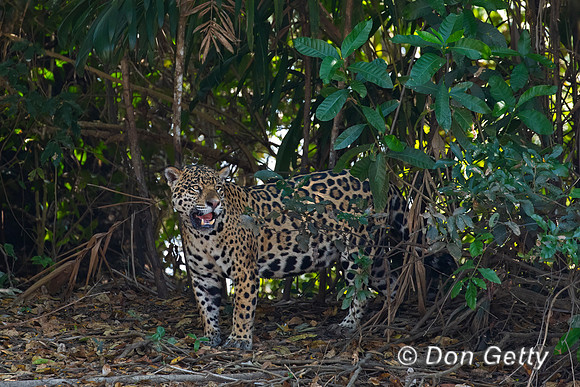Jaguar