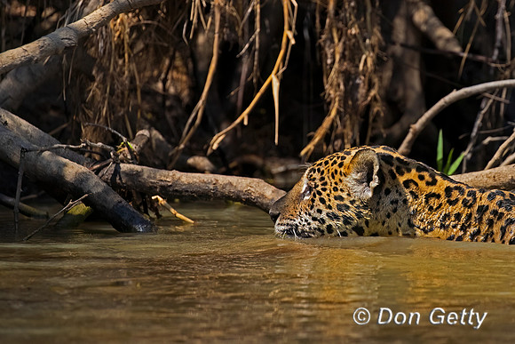 Jaguar