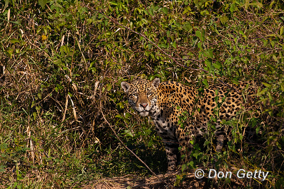 Jaguar