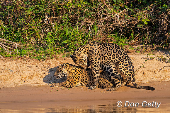 Jaguar