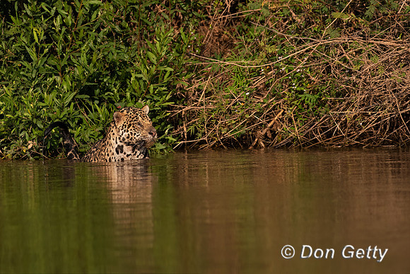 Jaguar